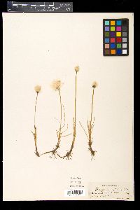 Eriophorum scheuchzeri image