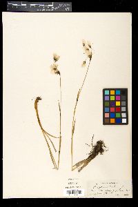 Eriophorum latifolium image