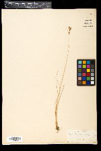 Fimbristylis castanea image