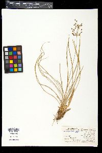 Fimbristylis dichotoma image