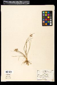 Fimbristylis annua image