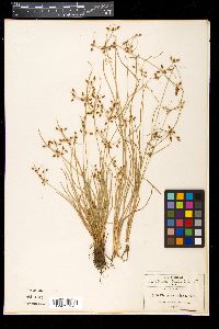 Fimbristylis annua image