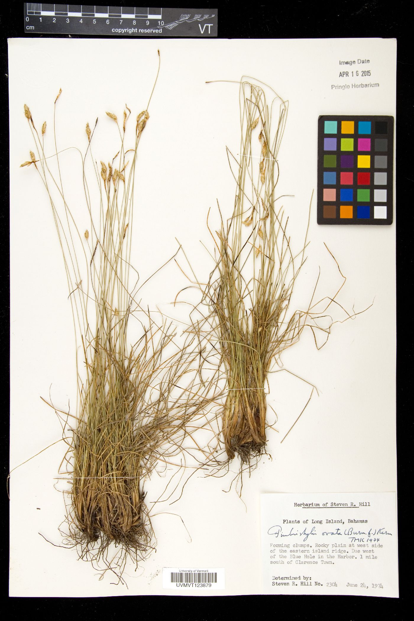 Fimbristylis ovata image