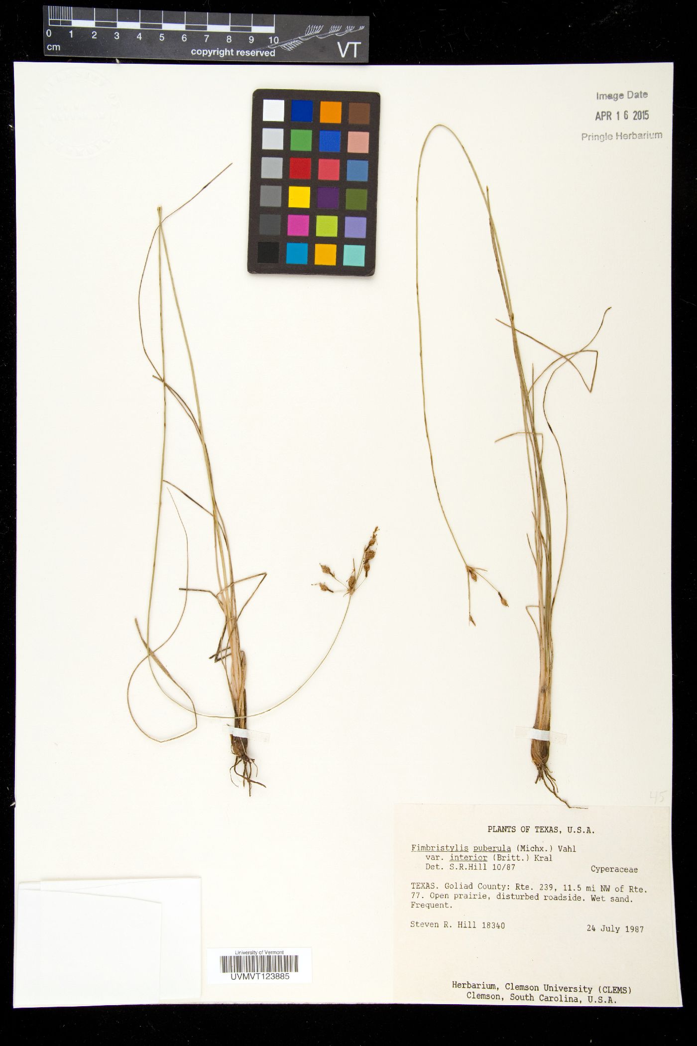 Fimbristylis puberula var. interior image