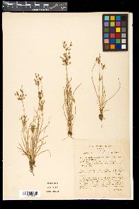 Fimbristylis annua image