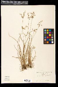 Fimbristylis dichotoma image