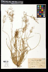 Fimbristylis miliacea image