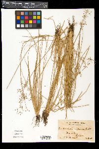 Fimbristylis miliacea image