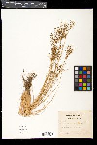 Fimbristylis miliacea image