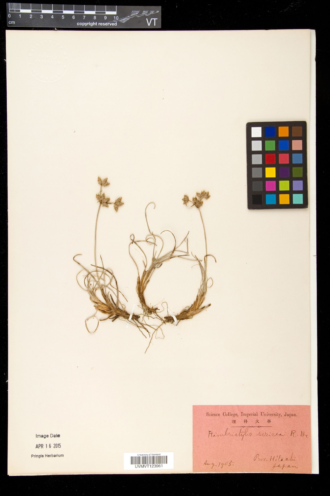 Fimbristylis sericea image