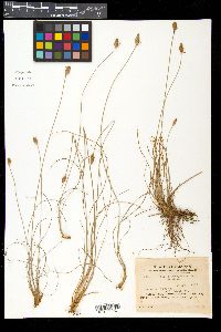 Fimbristylis subbispicata image