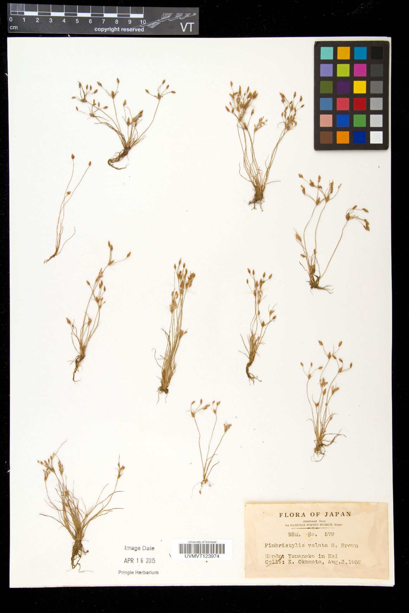 Fimbristylis squarrosa var. esquarrosa image