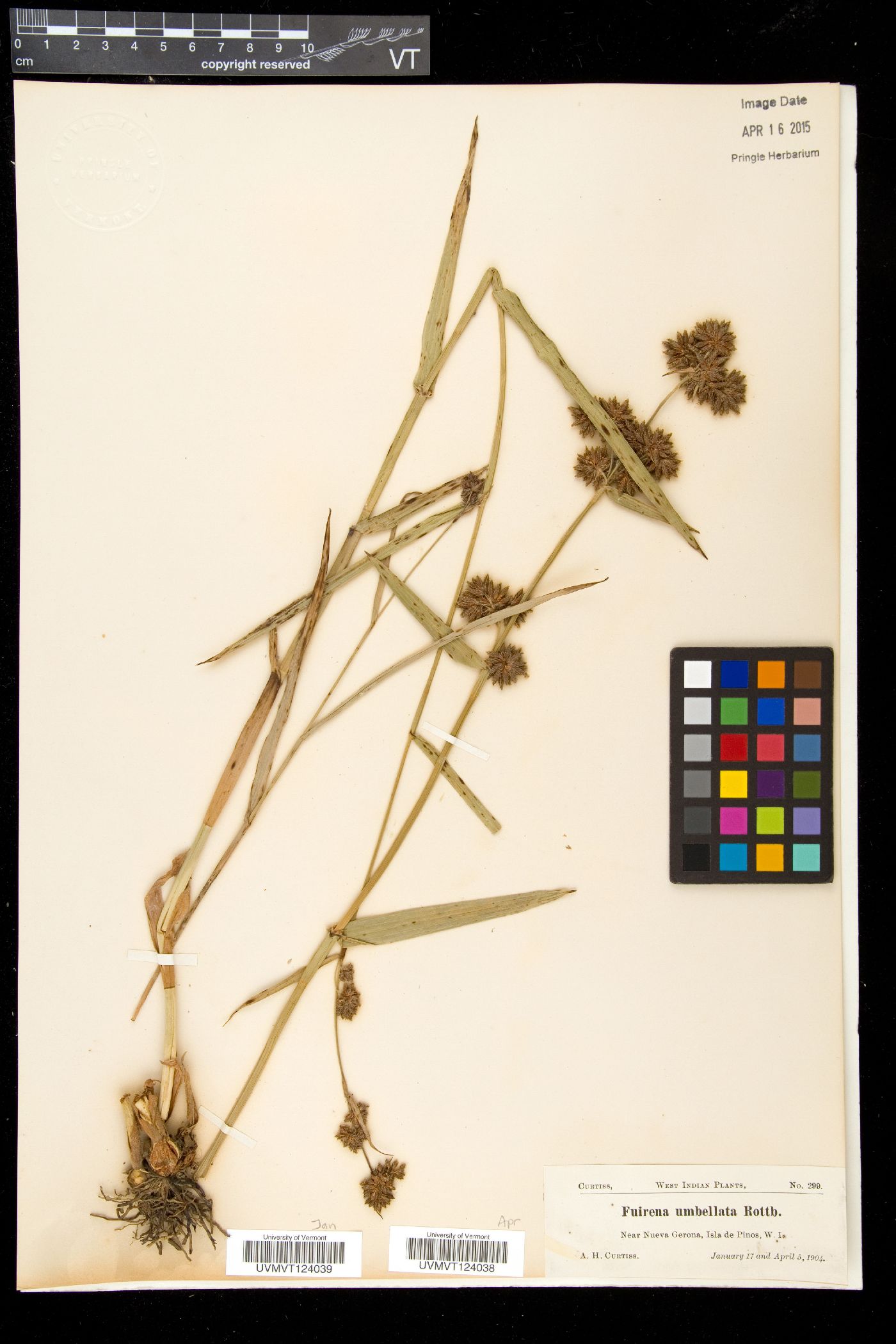 Fuirena umbellata image