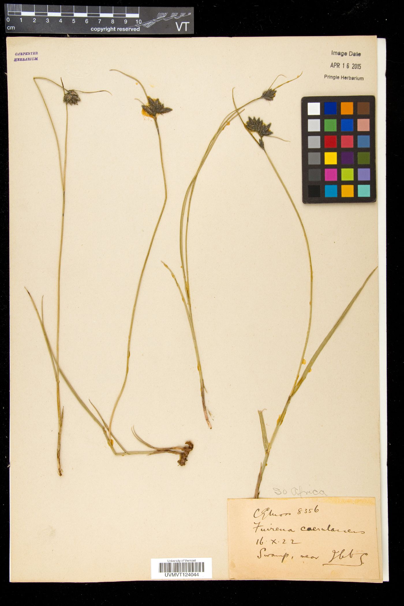 Fuirena caerulescens image