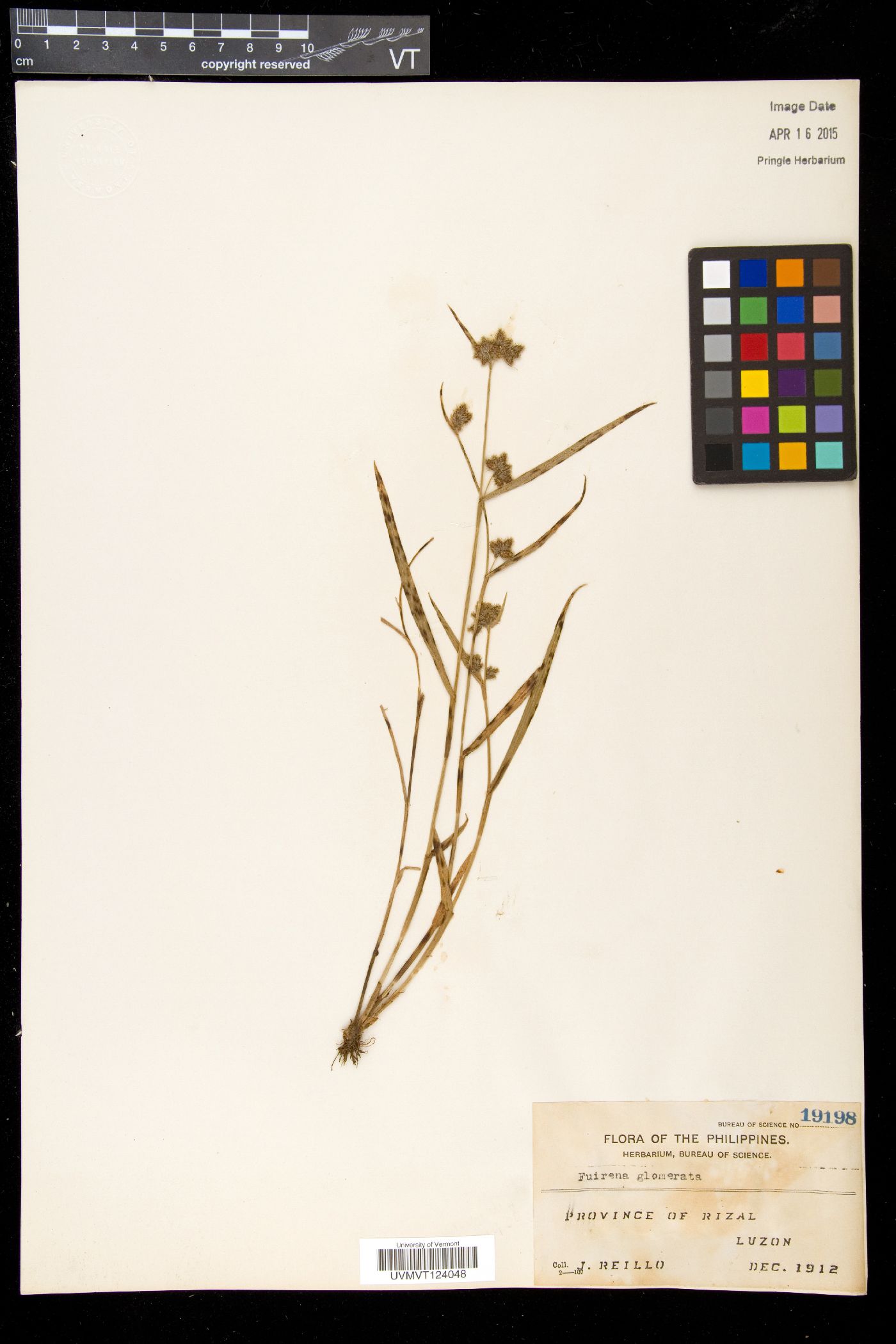 Fuirena ciliaris f. ciliaris image