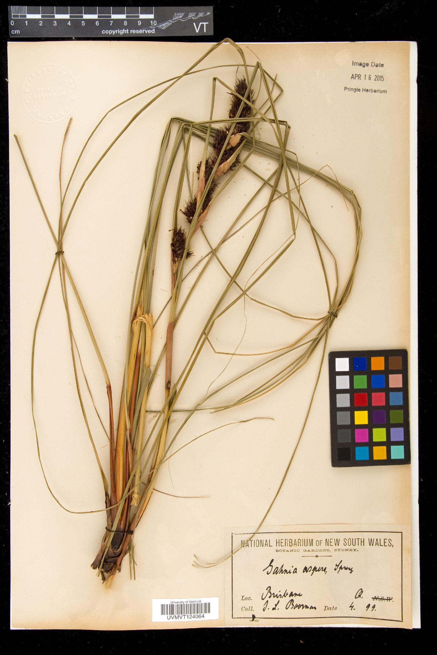 Gahnia aspera image