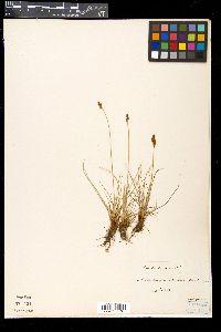 Carex simpliciuscula subsp. simpliciuscula image
