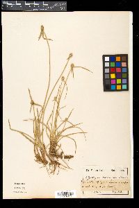 Cyperus obtusatus image