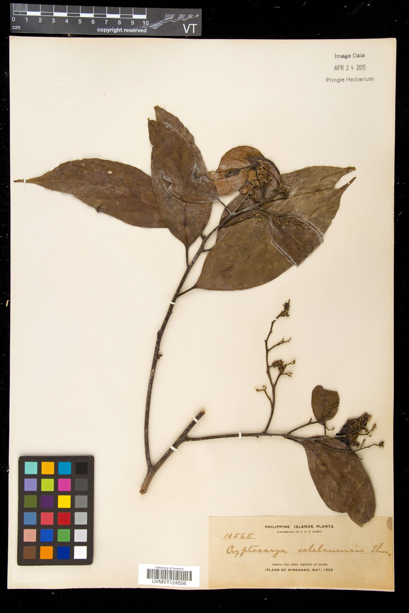 Cryptocarya ampla image