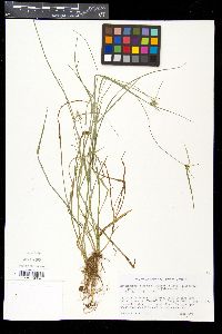 Rhynchospora radicans image