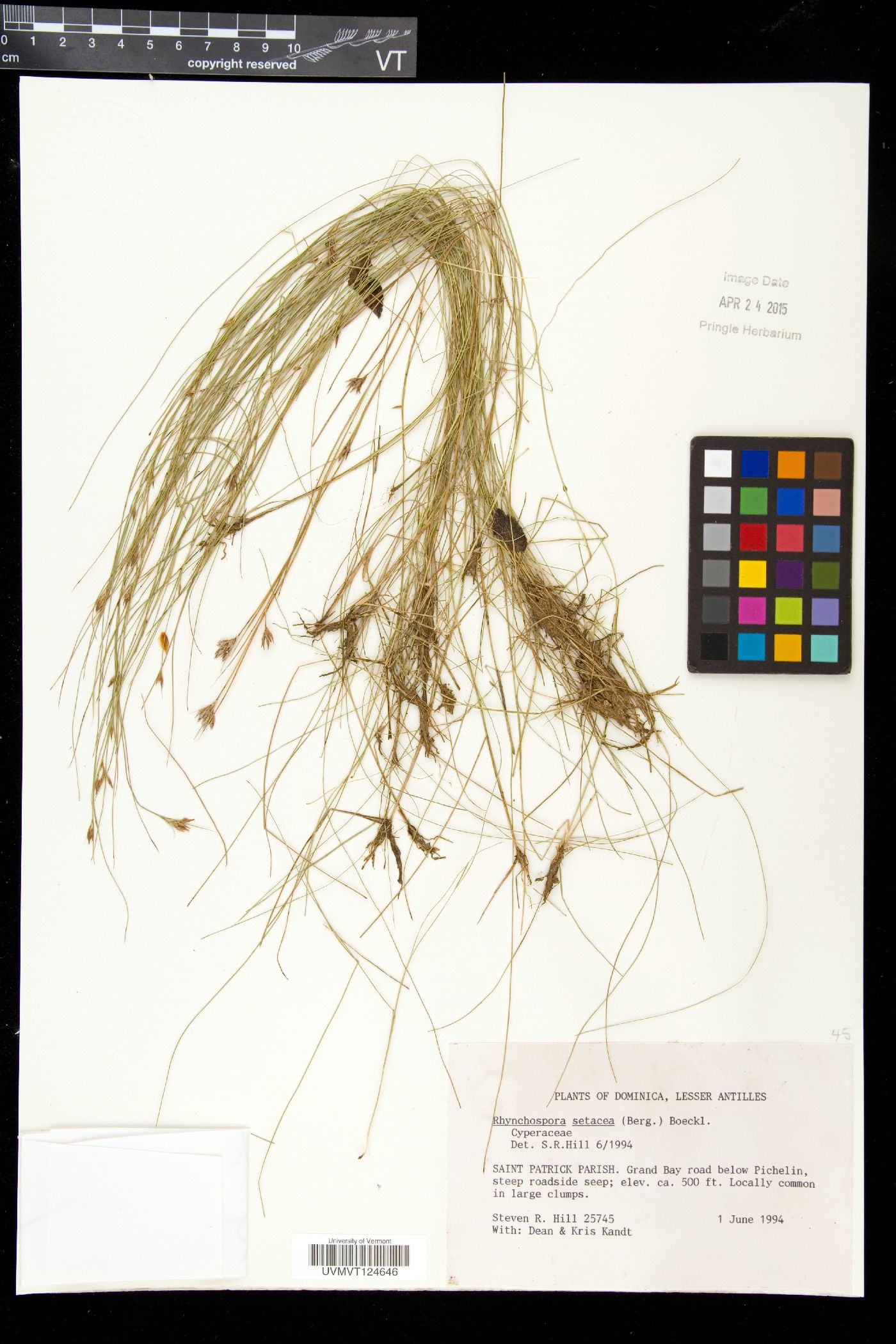 Rhynchospora setacea image