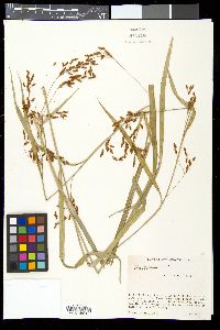 Scirpus lineatus image