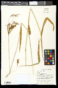 Scirpus pendulus image