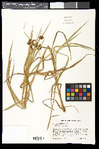 Scirpus polyphyllus image