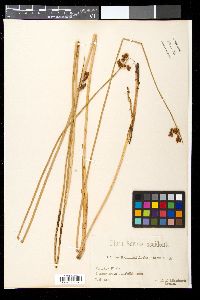 Image of Scirpus kalmussii