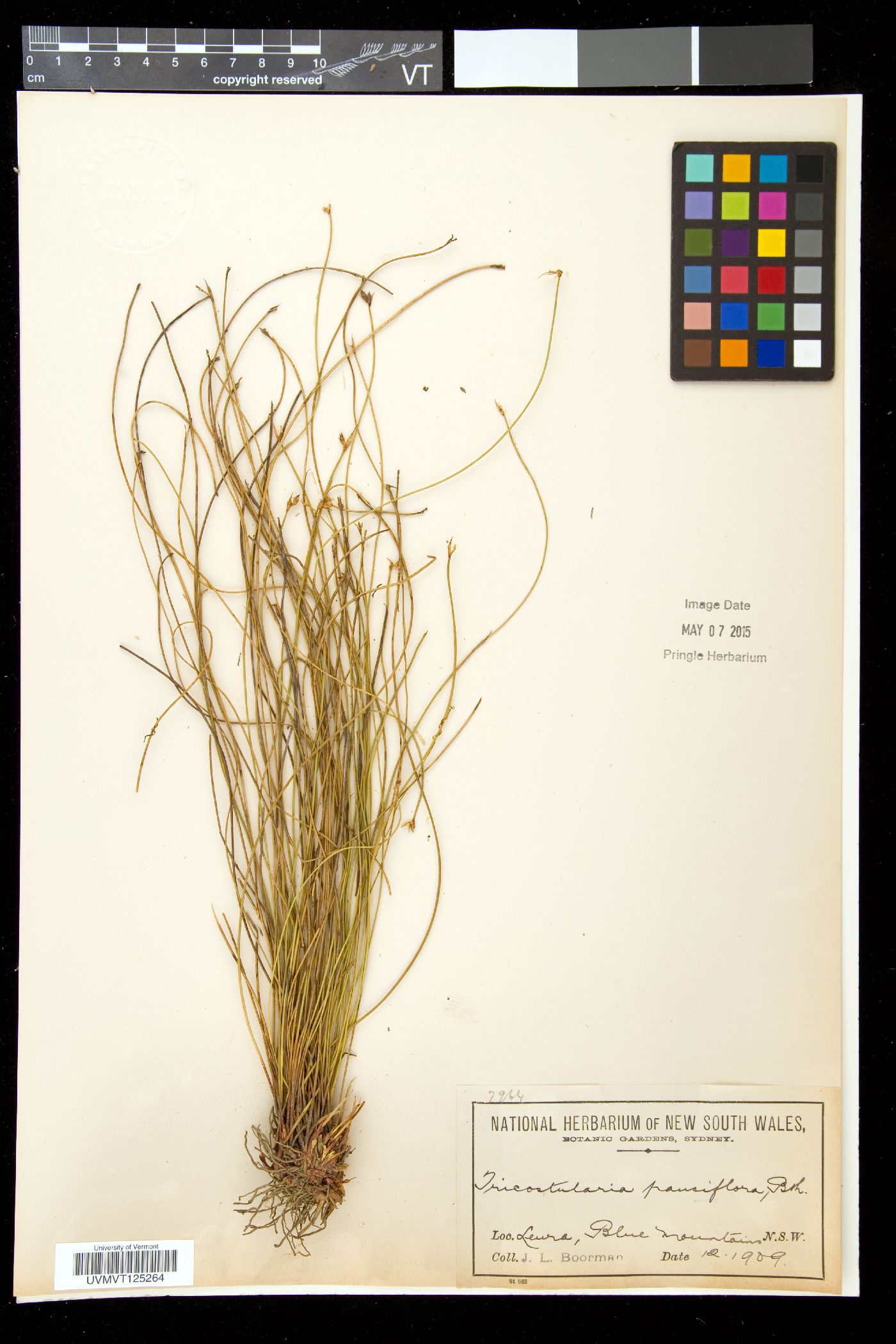 Tricostularia image