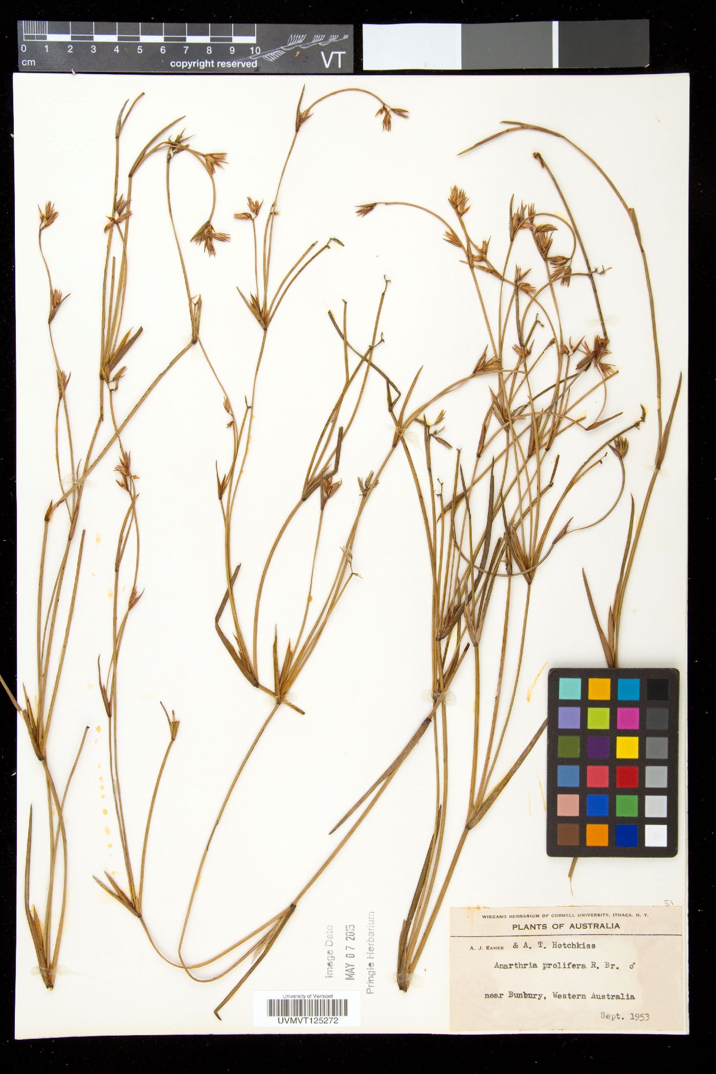 Anarthria image