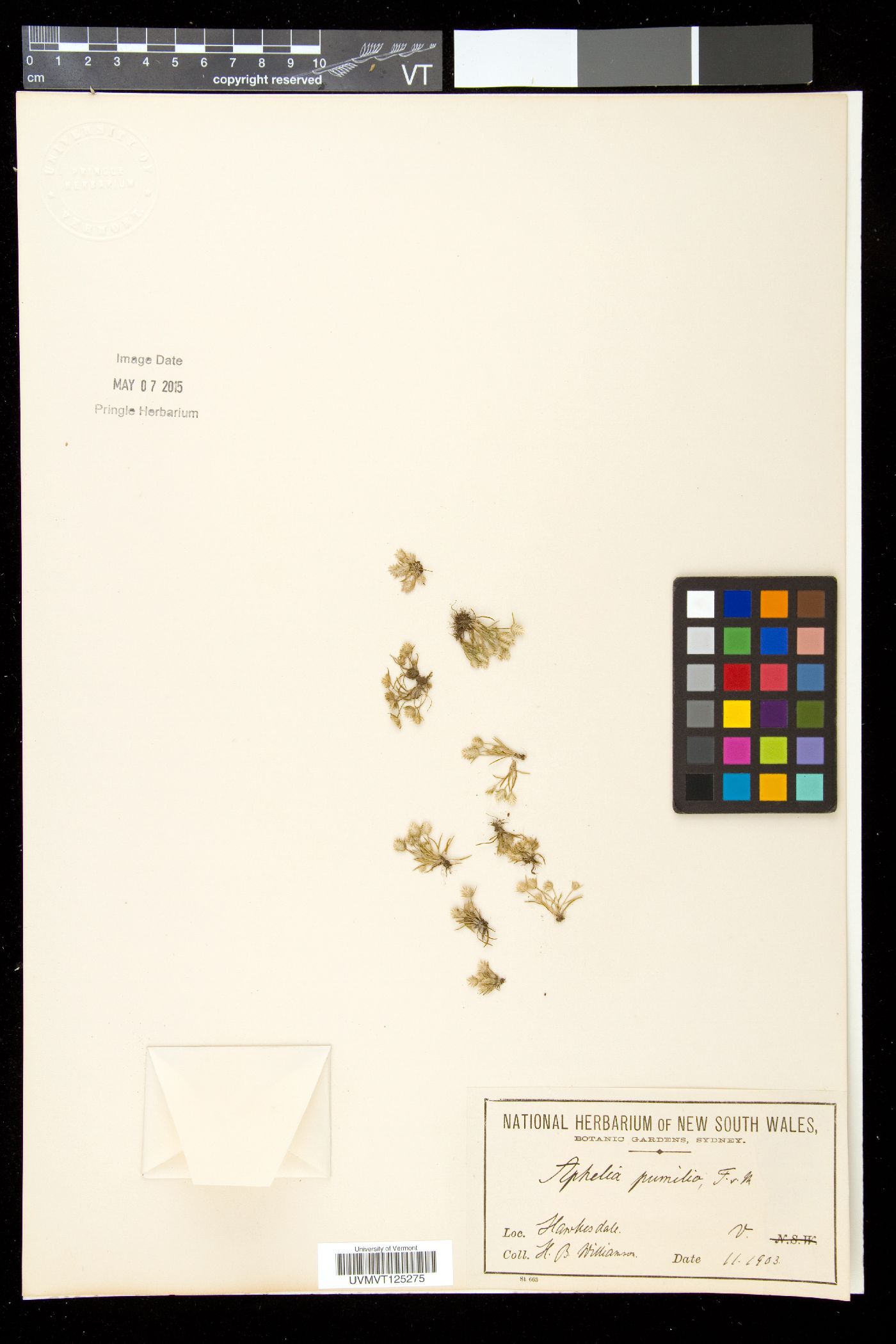 Aphelia image