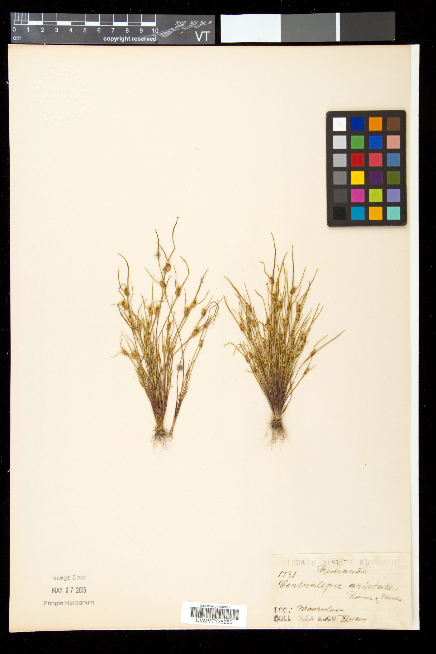 Centrolepis image