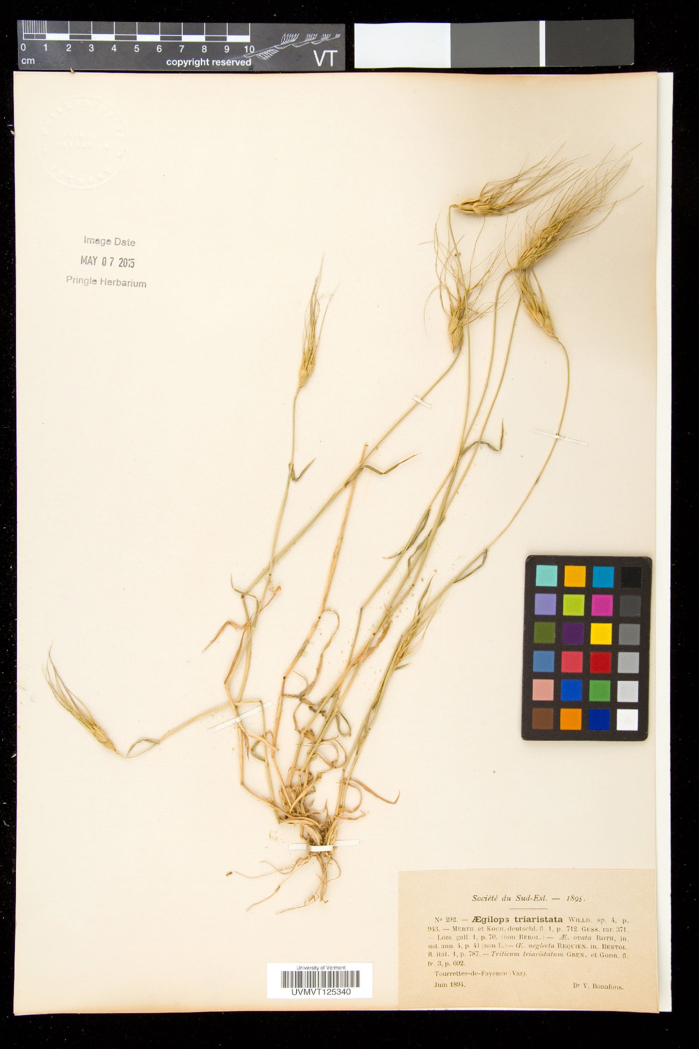 Aegilops triaristata image