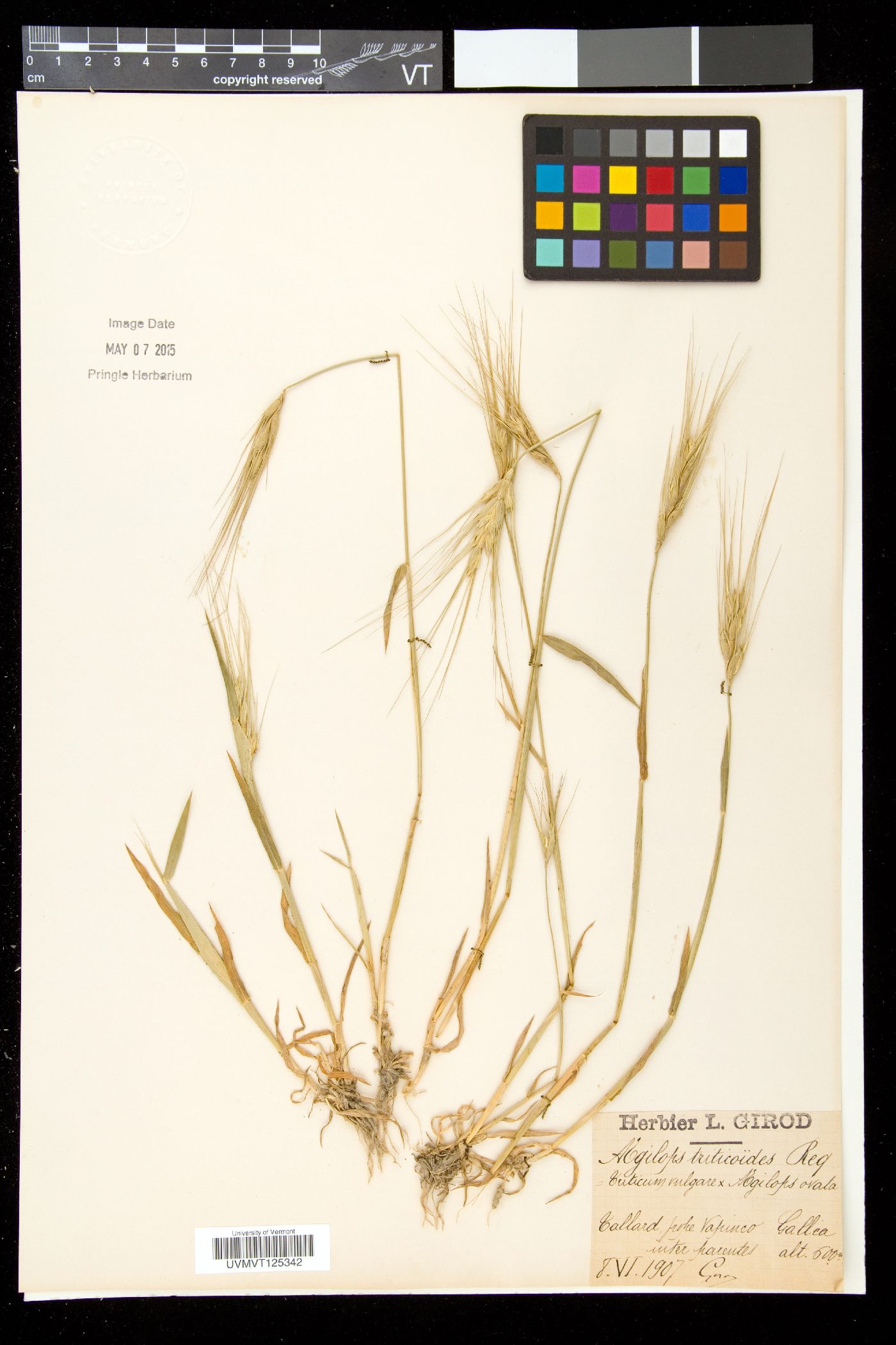 × Aegilotriticum triticoides image