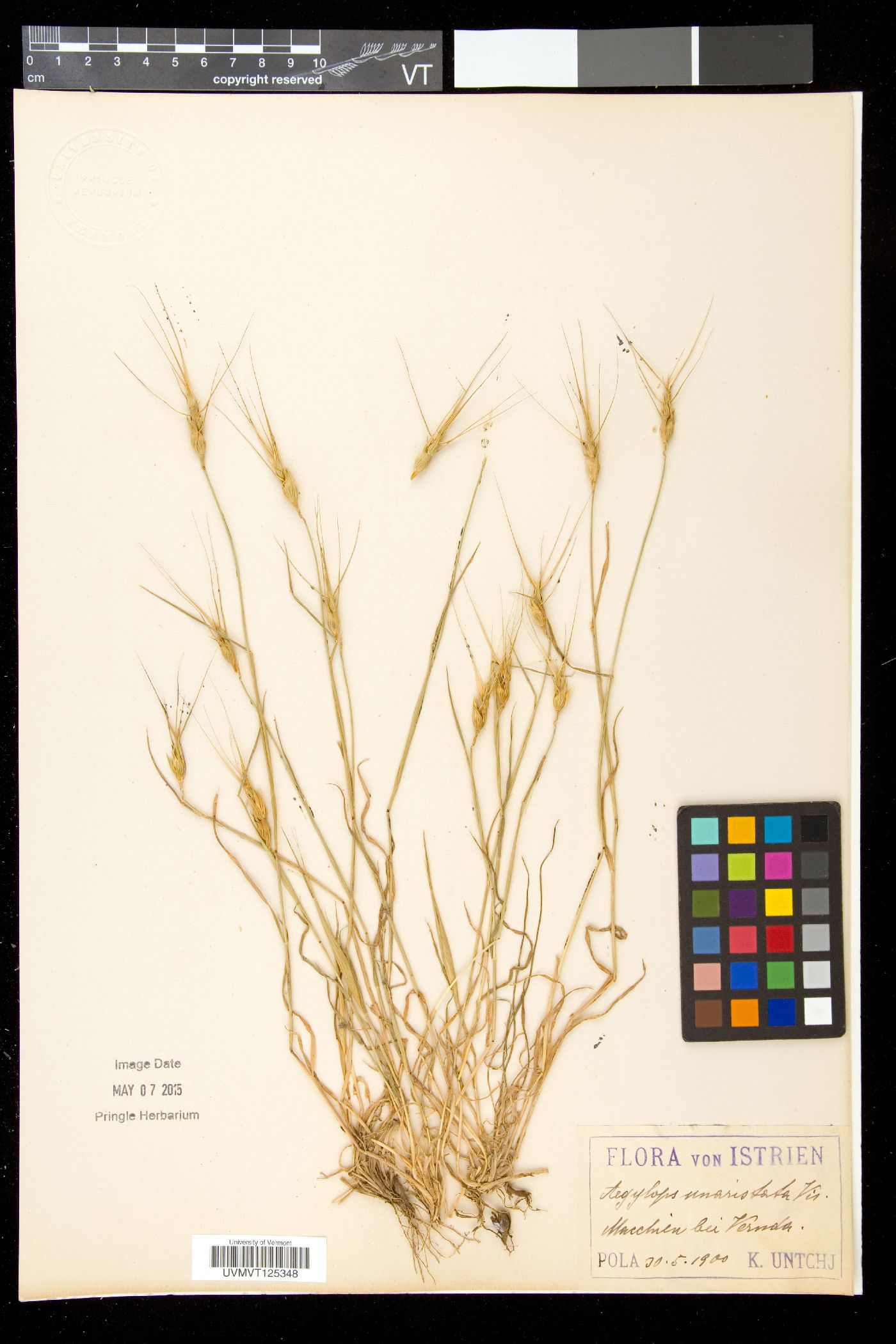 Aegilops uniaristata image