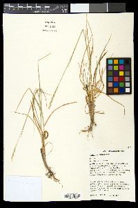 Pascopyrum smithii image