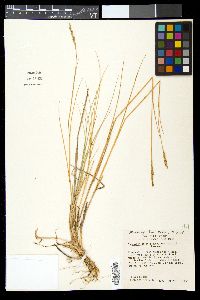 Elymus smithii image