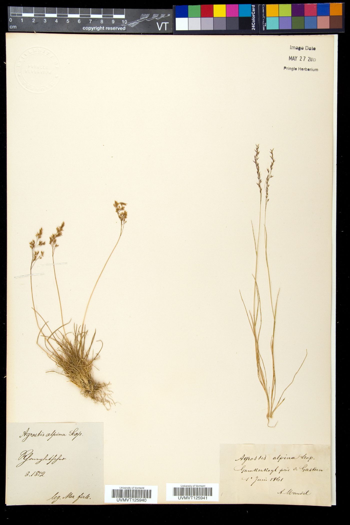 Agrostis alpina image