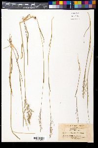 Agrostis nipponensis image