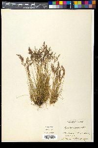 Agrostis rupestris image