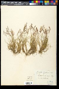 Agrostis rupestris image