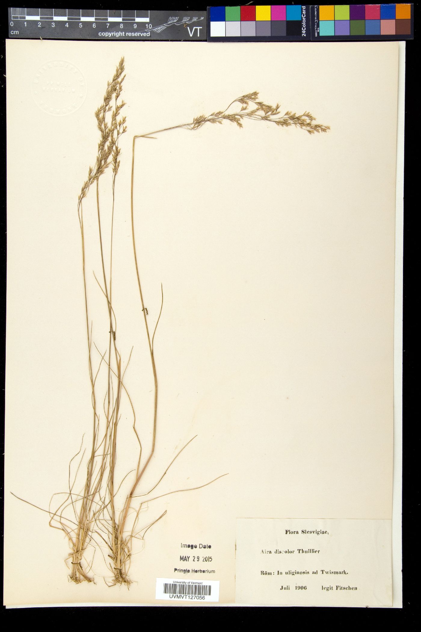 Deschampsia setacea image