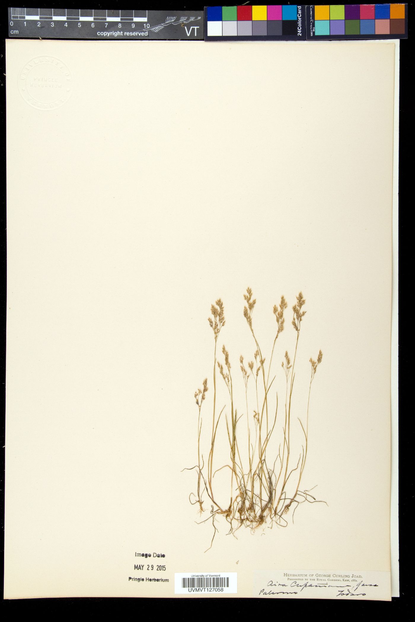 Aira cupaniana image