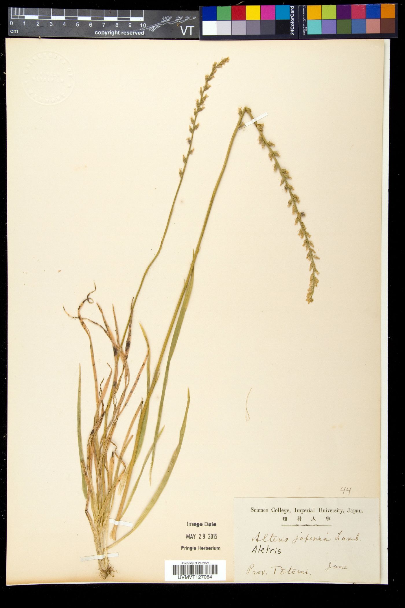Aletris japonica image