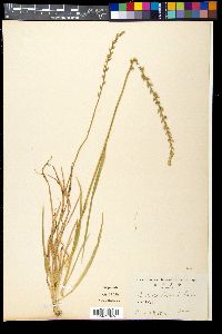 Image of Aletris japonica