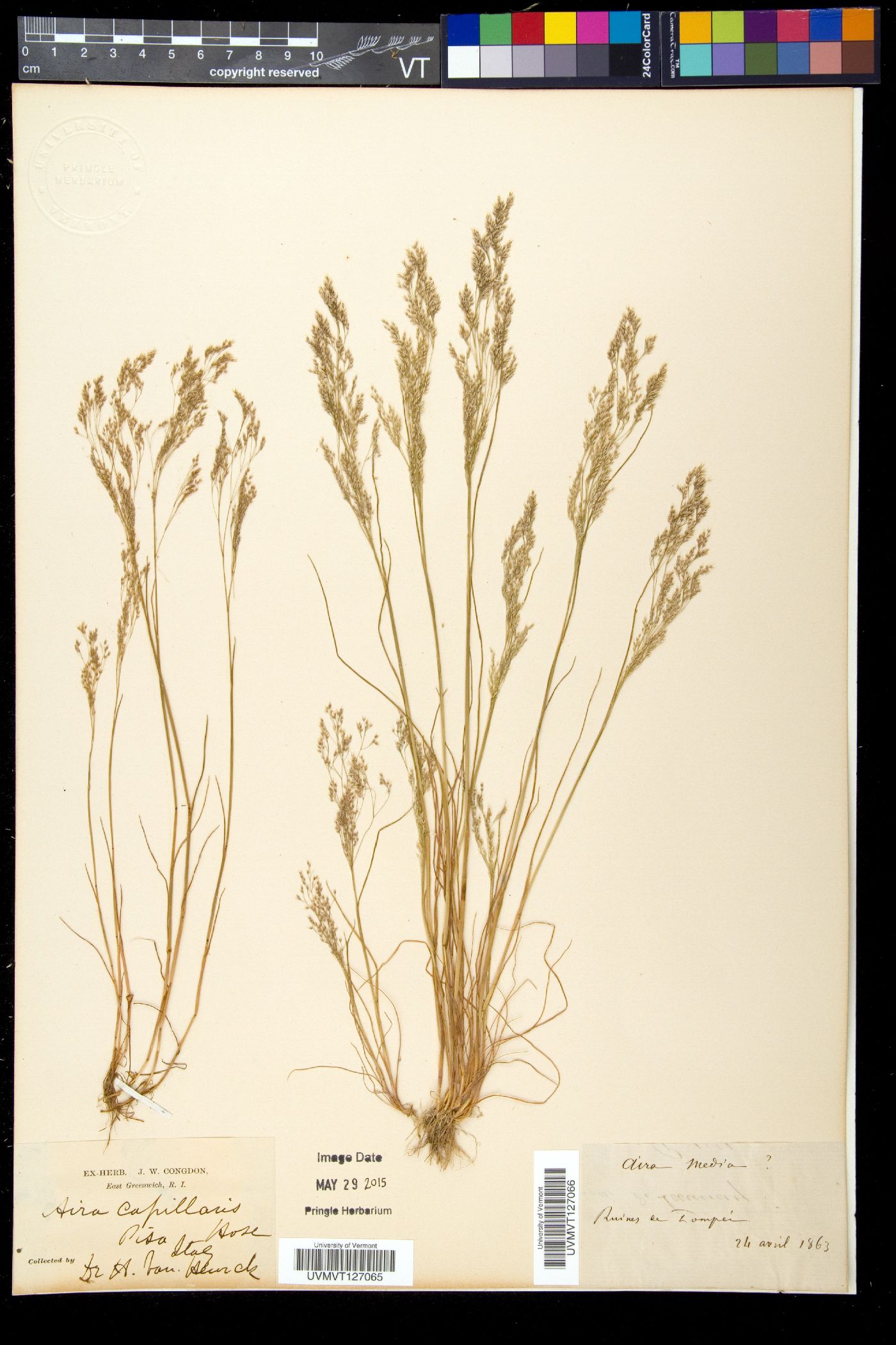 Deschampsia media image