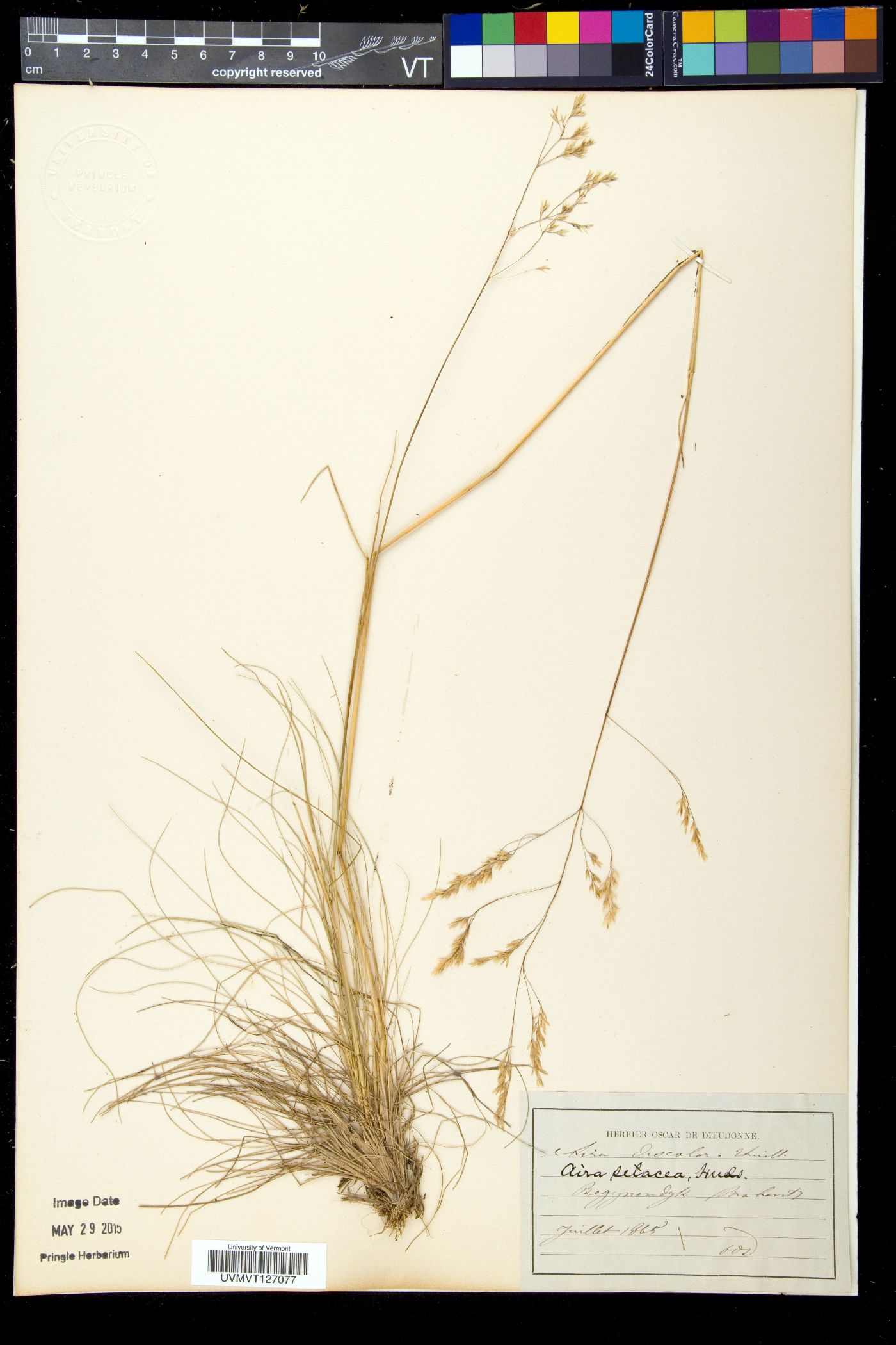 Deschampsia setacea image