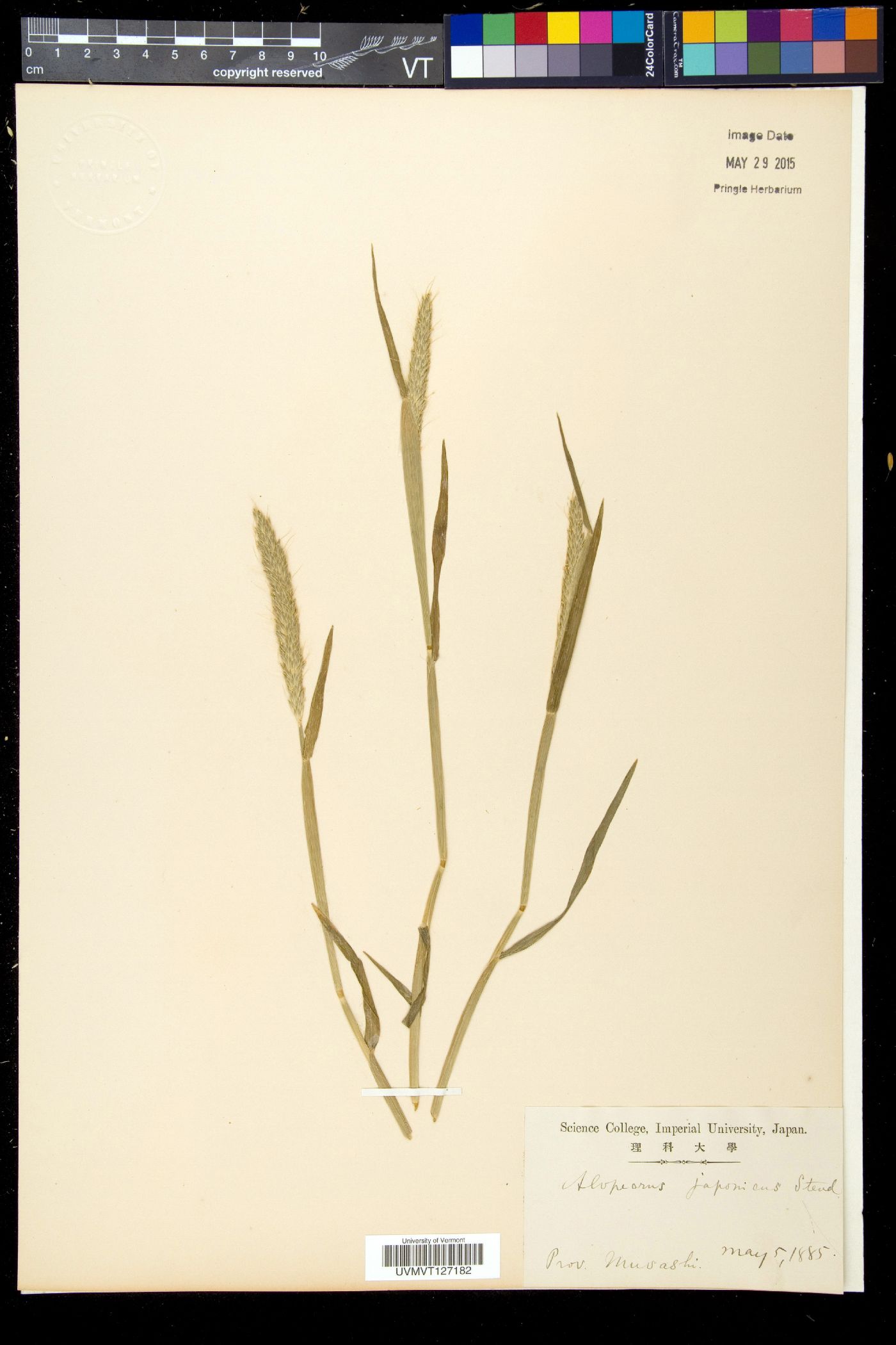 Alopecurus japonicus image