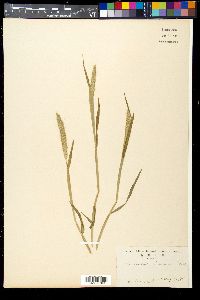 Alopecurus japonicus image